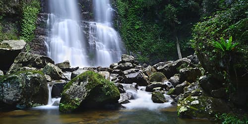 Minnamurra rainforest